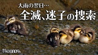 0809B【カルガモ親子 雨で全滅迷子の捜索】引っ越し失敗、無事合流、行方不明。小さな猛禽モズの幼鳥。鶴見川水系恩田川でコンデジ野鳥撮影　#身近な生き物語　#カルガモ親子　#モズ