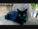 ちょっとビックリした様子の神社にいた黒猫
