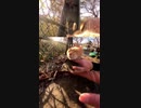 野良猫も逝く！指先の魔術師#Shorts【野良猫】【感動猫】