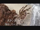 [ゲーム欲が]タランチュラ飼育日記その２９２[すごめ］