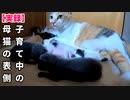 また赤ちゃんが母猫の下敷きに（映像は後半）飼主眠れず【生後8日目-1 五匹の子猫】