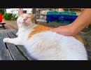公園のベンチに野良猫が座っていたので隣に座ってナデナデしてきた