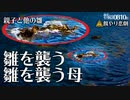 0810B【カルガモ親子に餌やり悲劇】襲われる雛を守る母。迷子。エンジェルウイング奇形。セグロセキレイ、アオサギ、強風。全滅組の捜索。鳥にパンあげないで。　#身近な生き物語　#カルガモ親子　#アオサギ