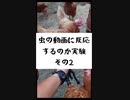 虫の動画に反応するのか実験その2