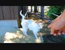 微妙に逃げる白猫