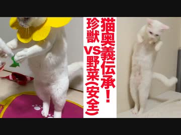 猫部屋の死闘！猫型珍獣vs野菜（安全）