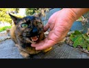 公園で人懐っこいサビ猫をに出会った