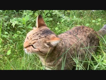 草食うタタルさん＃245