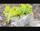富士山　1日目　part ２