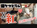 【Youtube29万回再生】ネコケツドラムで「紅」叩いてみた