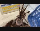 [ドラクエって]タランチュラ飼育日記その２９３[やっぱすごい］