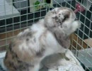 うっさうさにされてみた８