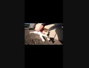 野良猫を昇天させる指の動きとは！？#Shorts【野良猫】【感動猫】