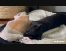 【猫日記□】いつもタックルしてくる猫に 反撃する赤ちゃん猫…
