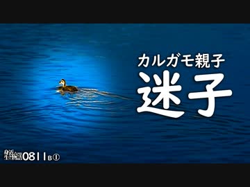 0811B①【カルガモ親子 迷子の駆け引き】雛鳥に翻弄される母。絶滅回避!?捨て子?赤ちゃんカモ。カモの嘴。ハクセキレイ幼鳥→若鳥。ハシボソガラス。　#身近な生き物語　#カルガモ親子　#ハクセキレイ