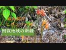 夏の山野草　「狐の剃刀」（新緑風景も少し）　岩国市錦町寂地峡にて。