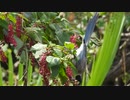 有毒植物を食べる鳥