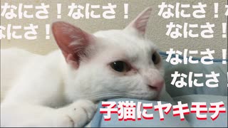 ウチューネコチャン、サトイモ子猫にヤキモチを焼く