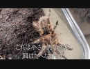 [いい感じに]タランチュラ飼育日記その２９４[大きくなった］
