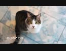 おかえりん♪ feat.KIRITAN