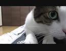 ニンゲンの上で寛ぐ猫