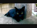神社にいた大人しい黒猫、地域の人にカリカリを貰って食べる
