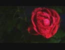 -あまざらし - track by Alesi. 月Hito
