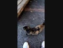 貴方は洗脳されている？猫は人間をしつける、人にしか使わない鳴き声で#Shorts【野良猫】【感動猫】