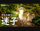 0811B②【迷子のカルガモ親子 雛鳥】鵜の捕食で食べられる魚。コイと子ガモ。滑るアオサギとトンボ。ナマズ。幼バンとイソシギ、Wbは全滅　コンデジ野鳥撮影　#身近な生き物語　#カルガモ親子　#カワウ