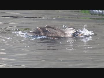 人気の 子殺し 動画 10本 ニコニコ動画