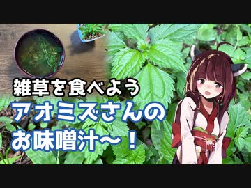 【思い切って野草を食べてみよう】#32 アオミズさんで「お味噌汁」！