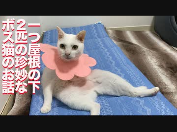 珍妙ウチューネコ、病の元ボス猫をいたわる