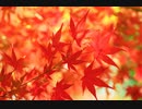 【可不 KAFU】紅一葉【CeVIO AIカバー】