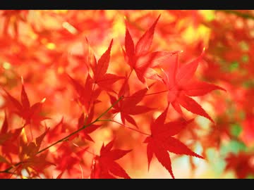 【可不 KAFU】紅一葉【CeVIO AIカバー】