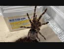 [小さいのも]タランチュラ飼育日記その２９５[おおきいのもいい］