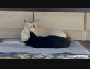 【猫日記□】ももちゃん(白猫)がこんちゃん(黒猫)に心を開き始めた…