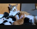 兄弟の髪を引っ張ってたら母猫になだめられる赤ちゃん【生後8日目-3 三毛猫の子猫 授乳中】