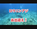 エントリー5秒でロウニンアジお出迎え！