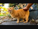 出会ってすぐに隠れようとしたがやっぱりモフられる様になった茶トラ猫がカワイイ