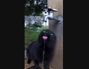 #Shorts【野良猫】この後、蛇口を全開にするとどうなる・・！？【感動猫】