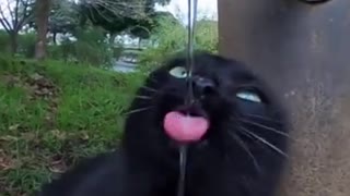 #Shorts【野良猫】この後、蛇口を全開にするとどうなる・・！？【感動猫】