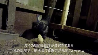 変なおじさんとこの　鶏さん２１９　新入りぴよちゃん