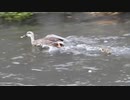 お前がママになるんだよ！