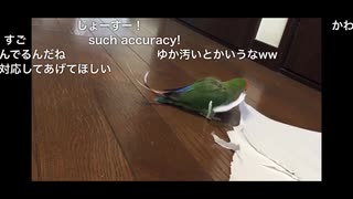 バルファルクのコザクラインコuc