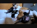 体が少し大きくなってきて母乳を飲むのが窮屈そうな赤ちゃん【生後8日目-4 五匹の子猫 子育て中】コロコロ転がったり、はぐれてみたり