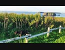 2021/08/29放送【149日目 北海道 厚岸郡浜中町アゼチの岬 早朝 あずにゃんぽ（猫散歩）】北海道全市町村制覇するまで帰れまてん！　猫と車中泊の旅　日本縦断【旅猫あずき～保護猫から旅猫へ～】