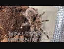 [急に秋めき]タランチュラ飼育日記その２９６[胸のときめき］