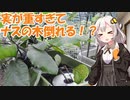 紲星農園「丸ナス編」Part4