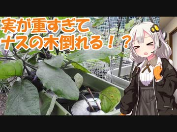 紲星農園「丸ナス編」Part4