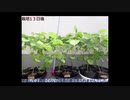 アズキ　土の量違えば成長も違う